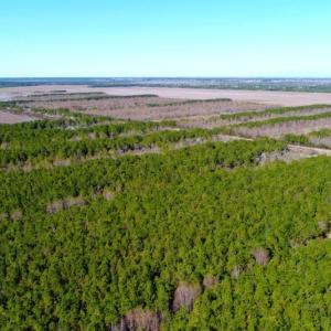 Photo of UNDER CONTRACT!  151 Acres of Duck Hunting Land with Home Site in Hyde County NC!