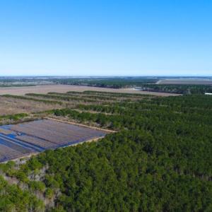 Photo of UNDER CONTRACT!  151 Acres of Duck Hunting Land with Home Site in Hyde County NC!