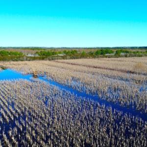 Photo of UNDER CONTRACT!  151 Acres of Duck Hunting Land with Home Site in Hyde County NC!
