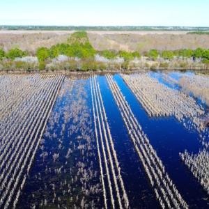 Photo of UNDER CONTRACT!  151 Acres of Duck Hunting Land with Home Site in Hyde County NC!