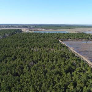 Photo of UNDER CONTRACT!  151 Acres of Duck Hunting Land with Home Site in Hyde County NC!