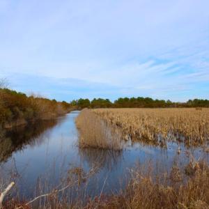 Photo of UNDER CONTRACT!  151 Acres of Duck Hunting Land with Home Site in Hyde County NC!