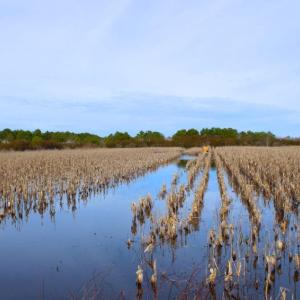 Photo of UNDER CONTRACT!  151 Acres of Duck Hunting Land with Home Site in Hyde County NC!