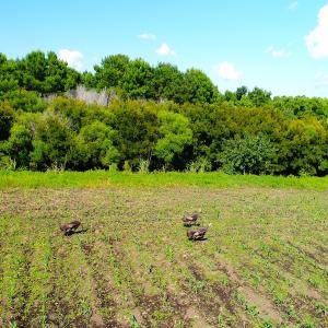 Photo of UNDER CONTRACT!  151 Acres of Duck Hunting Land with Home Site in Hyde County NC!