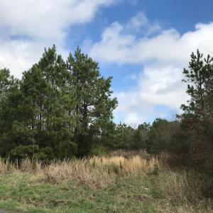 Photo of SOLD!  21 Acres of Farm and Timber Land For Sale in Perquimans County NC!