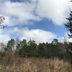 Photo of SOLD!  21 Acres of Farm and Timber Land For Sale in Perquimans County NC!