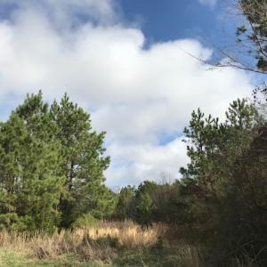 Photo of SOLD!  21 Acres of Farm and Timber Land For Sale in Perquimans County NC!