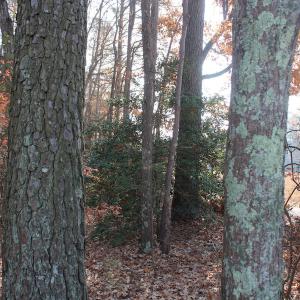 Photo of UNDER CONTRACT!  98 Acres of Waterfront Land For Sale in Isle of Wight County VA!