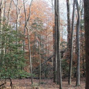 Photo of UNDER CONTRACT!  98 Acres of Waterfront Land For Sale in Isle of Wight County VA!