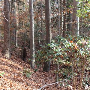 Photo of UNDER CONTRACT!  98 Acres of Waterfront Land For Sale in Isle of Wight County VA!