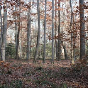 Photo of UNDER CONTRACT!  98 Acres of Waterfront Land For Sale in Isle of Wight County VA!
