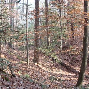 Photo of UNDER CONTRACT!  98 Acres of Waterfront Land For Sale in Isle of Wight County VA!