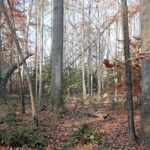 Photo of UNDER CONTRACT!  98 Acres of Waterfront Land For Sale in Isle of Wight County VA!