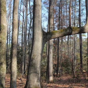 Photo of UNDER CONTRACT!  98 Acres of Waterfront Land For Sale in Isle of Wight County VA!