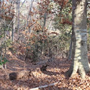 Photo of UNDER CONTRACT!  98 Acres of Waterfront Land For Sale in Isle of Wight County VA!