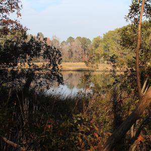Photo of UNDER CONTRACT!  98 Acres of Waterfront Land For Sale in Isle of Wight County VA!