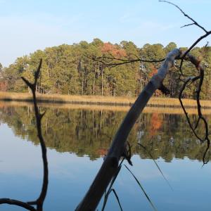 Photo of UNDER CONTRACT!  98 Acres of Waterfront Land For Sale in Isle of Wight County VA!