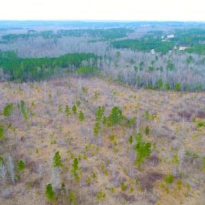 Photo of UNDER CONTRACT!  87 Acres of Hunting and Timber Land For Sale in Harnett County NC!