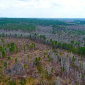 Photo of UNDER CONTRACT!  87 Acres of Hunting and Timber Land For Sale in Harnett County NC!