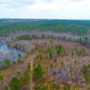 Photo of UNDER CONTRACT!  87 Acres of Hunting and Timber Land For Sale in Harnett County NC!