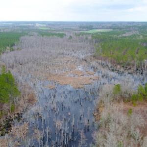 Photo of UNDER CONTRACT!  87 Acres of Hunting and Timber Land For Sale in Harnett County NC!