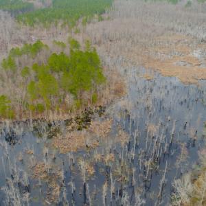 Photo of UNDER CONTRACT!  87 Acres of Hunting and Timber Land For Sale in Harnett County NC!