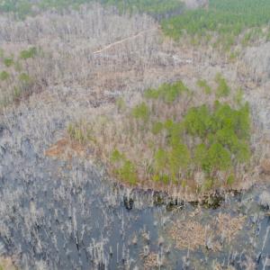 Photo of UNDER CONTRACT!  87 Acres of Hunting and Timber Land For Sale in Harnett County NC!