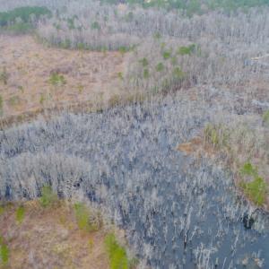 Photo of UNDER CONTRACT!  87 Acres of Hunting and Timber Land For Sale in Harnett County NC!