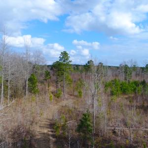 Photo of UNDER CONTRACT!  87 Acres of Hunting and Timber Land For Sale in Harnett County NC!