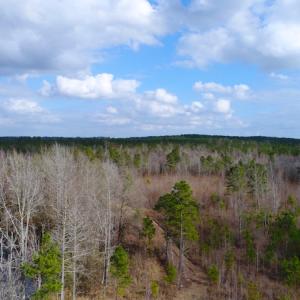 Photo of UNDER CONTRACT!  87 Acres of Hunting and Timber Land For Sale in Harnett County NC!