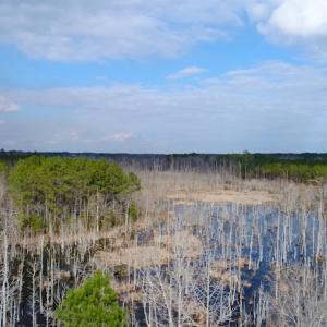 Photo of UNDER CONTRACT!  87 Acres of Hunting and Timber Land For Sale in Harnett County NC!