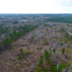 Photo of UNDER CONTRACT!  87 Acres of Hunting and Timber Land For Sale in Harnett County NC!