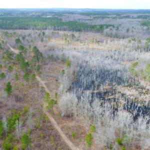 Photo of UNDER CONTRACT!  87 Acres of Hunting and Timber Land For Sale in Harnett County NC!