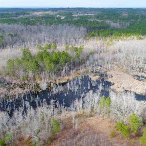 Photo of UNDER CONTRACT!  87 Acres of Hunting and Timber Land For Sale in Harnett County NC!