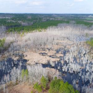 Photo of UNDER CONTRACT!  87 Acres of Hunting and Timber Land For Sale in Harnett County NC!
