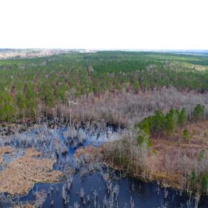 Photo of UNDER CONTRACT!  87 Acres of Hunting and Timber Land For Sale in Harnett County NC!