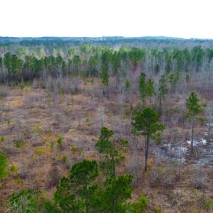 Photo of UNDER CONTRACT!  87 Acres of Hunting and Timber Land For Sale in Harnett County NC!