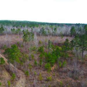 Photo of UNDER CONTRACT!  87 Acres of Hunting and Timber Land For Sale in Harnett County NC!
