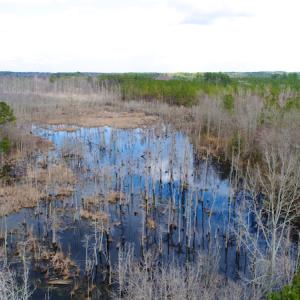Photo of UNDER CONTRACT!  87 Acres of Hunting and Timber Land For Sale in Harnett County NC!