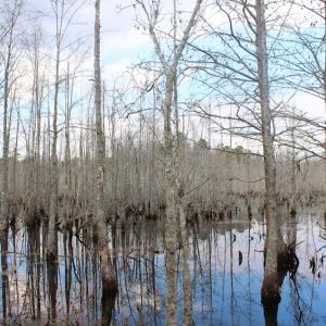Photo of UNDER CONTRACT!  87 Acres of Hunting and Timber Land For Sale in Harnett County NC!