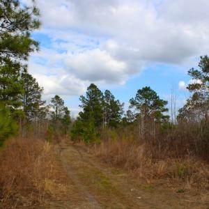 Photo of UNDER CONTRACT!  87 Acres of Hunting and Timber Land For Sale in Harnett County NC!