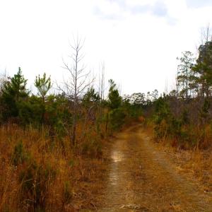Photo of UNDER CONTRACT!  87 Acres of Hunting and Timber Land For Sale in Harnett County NC!