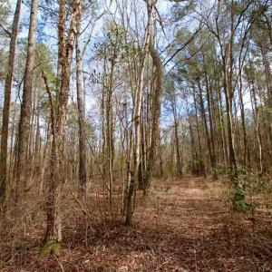 Photo of SOLD!!  69 Acres of Prime Development and Recreational Land in Pitt County NC!