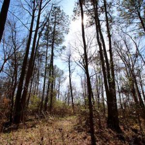 Photo of SOLD!!  69 Acres of Prime Development and Recreational Land in Pitt County NC!