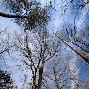 Photo of SOLD!!  69 Acres of Prime Development and Recreational Land in Pitt County NC!