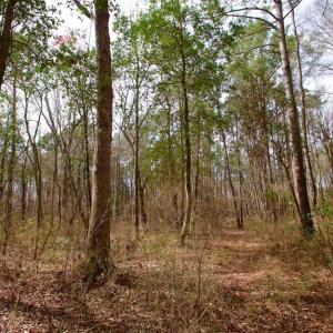 Photo of SOLD!!  69 Acres of Prime Development and Recreational Land in Pitt County NC!
