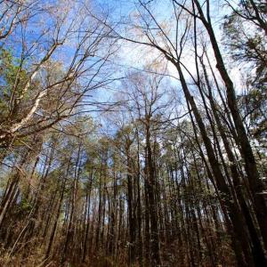 Photo of SOLD!!  69 Acres of Prime Development and Recreational Land in Pitt County NC!