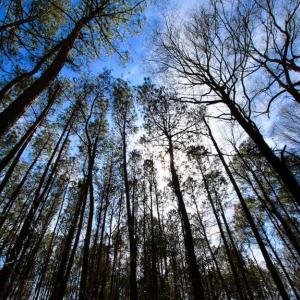 Photo of SOLD!!  69 Acres of Prime Development and Recreational Land in Pitt County NC!