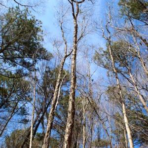 Photo of SOLD!!  69 Acres of Prime Development and Recreational Land in Pitt County NC!