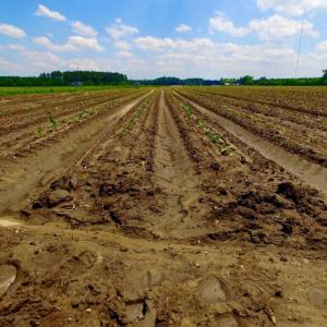 Photo of UNDER CONTRACT!  130 Acres of Prime Farm and Commercial Land For Sale in Jones County NC!